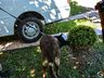 SMO: PM faz buscas em casa de homem suspeito de atirar em cachorro