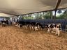 Mais de 100 expositores movimentam a Expo Campo Erê 2025