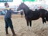 Cavalos crioulos de Itapiranga são avaliados na 11ª Efrait