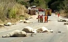 Carreta atropela boiada, mata 21 animais e capota em rodovia no DF