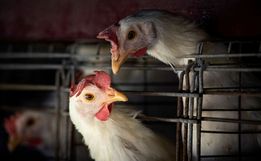 Gripe aviária leva Brasil a decretar emergência zoossanitária