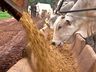Epagri realiza a primeira etapa do curso de gado de corte neste mês