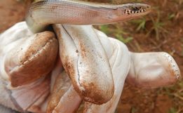 DNIT resgata duas cobras-de-vidro na BR-163