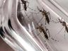 Casos de dengue aumentam em Itapiranga e saúde reforça cuidados
