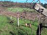 Inverno com pouca incidência de frio prejudica a produção de frutas
