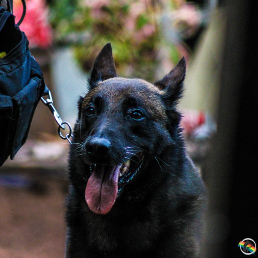 Homem é preso por tráfico de drogas em São Miguel do Oeste