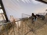 Mais de 100 expositores movimentam a Expo Campo Erê 2025
