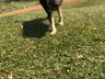 Cachorro é morto a tiros em sítio no interior de Paraíso
