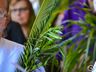 Domingo de Ramos: Padre Ivo convida fiéis a “olhar à humildade de Jesus”