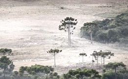 Geada cobre vegetação em amanhecer abaixo de -2ºC na Serra de SC