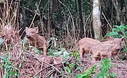 Criação ilegal de Javaporcos é descoberta no Norte do Estado