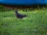 VÍDEO: Pombas na praça causam transtornos em São Miguel do Oeste