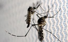 Setor epidemiológico da dengue confirma o primeiro caso importado neste ano