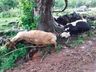 Raio mata animais e deixa mulher ferida no Oeste