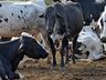 Falta de chuvas afeta plantio e desenvolvimento das pastagens de verão