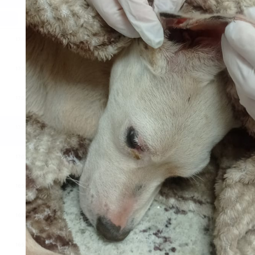 Fênix denuncia descarte de animais em estrada entre São Lourenço  e Vitorino
