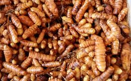 Produtores de Açafrão iniciam a colheita e novo plantio