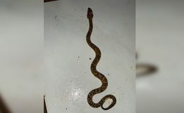 Jovem encontra cobra venenosa em moto no interior de Descanso