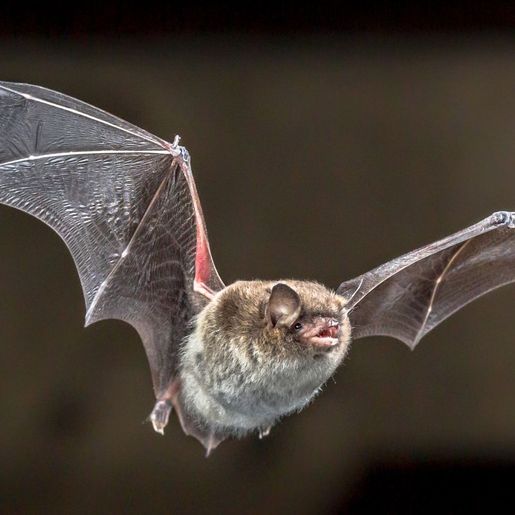 Pesquisadores descobrem novo coronavírus em morcegos no Brasil