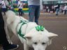 IPORÃ DO OESTE: Desfile cívico movimenta a Avenida Gustavo Fetter; assista