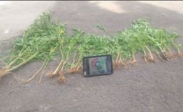 Polícia Militar de Itapiranga localiza plantação de maconha no interior