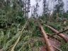 Temporal derruba árvores e interdita SC-496 em Santa Helena