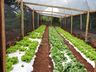 Na capital da fruta, produtores trabalham na sucessão familiar 