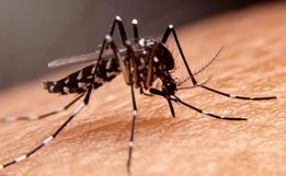 SC tem redução de 92% em casos de dengue, mas Ministério da Saúde mantém o alerta