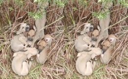 Seis cães são abandonados em estrada e polícia resgata filhotes em SC