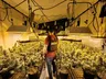 Preso por plantar supermaconha em SC diz que estudou bastante sobre cultivo da droga