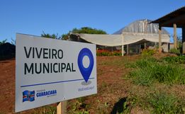 Viveiro de plantas de Guaraciaba tem produzido de 10 a 12 mil mudas por ano