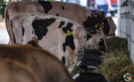 FAISMO: Mercoleite terá mais de 120 animais além do torneio leiteiro 