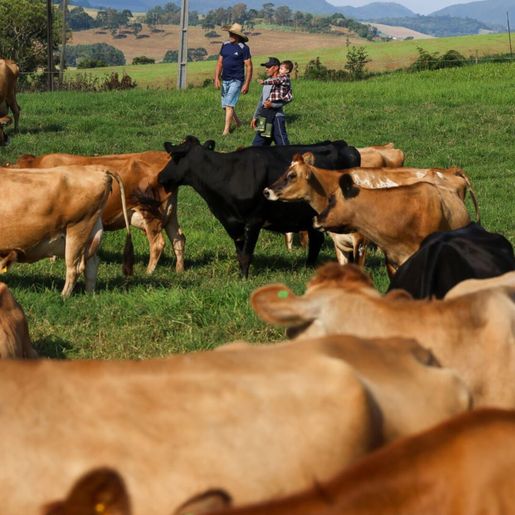SC pagará até R$ 40 mil para incentivar projetos de produtores de leite