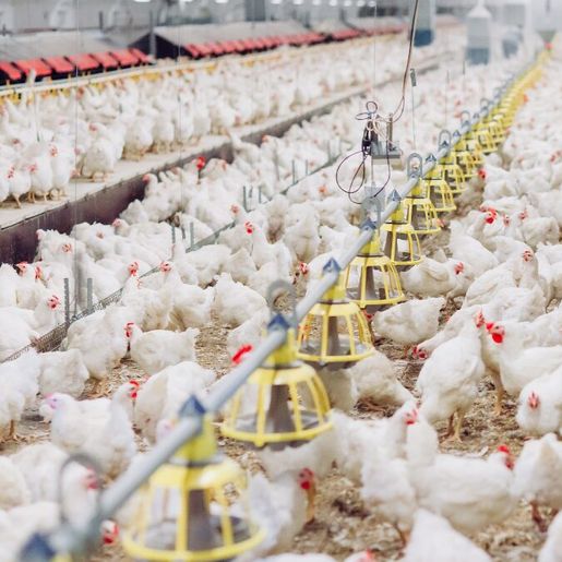 SC investiga caso de gripe aviária em granja comercial e proíbe entrada de aves e ovos do RS