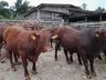 Programa Novilho Precoce aumenta produtividade de carne bovina no Estado