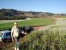 Fotos: Extensionista registra momento que abelha coleta pólen e néctar de plantação em Descanso