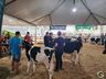 Avaliação de bezerras e novilhas é realizada na 11ª Efrait de Itapiranga