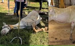 Cavalos são resgatados desnutridos e entre ossadas após denúncia de maus-tratos e abandono em SC