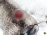 ONGs recolhem cães que tiveram caudas cortadas em São Miguel do Oeste