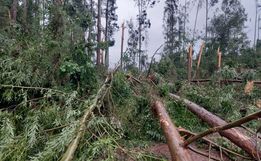 Temporal derruba árvores e interdita SC-496 em Santa Helena