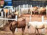 São Miguel Tchê movimenta parque de exposições; confira fotos