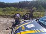 PRF presta auxílio a ciclista colombiano na BR-282