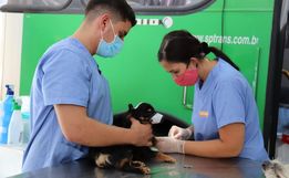 Mutirão de castração de cães e gatos abre mais de 100 vagas em Paraíso 