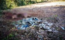 Vaca prenha é abatida e carne furtada em propriedade no interior de Bandeirante
