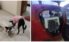 Cachorras morrem após serem esquecidas por seis horas em carro de pet shop em SC