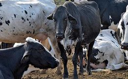 Falta de chuvas afeta plantio e desenvolvimento das pastagens de verão