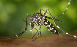 Caibi registra seis casos confirmados de dengue contraídos dentro do município