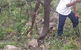 Cascavel é encontrada morta em vinícola de Campestre da Serra no RS