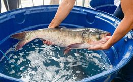 Feira do Peixe inicia comercialização no dia 15 de março