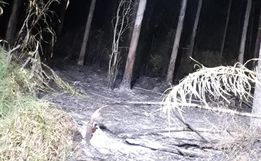 Incêndio florestal mobiliza bombeiros 